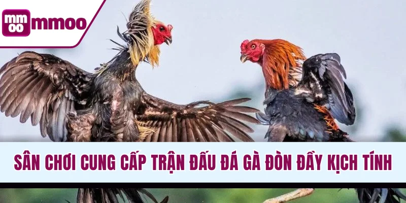 Sân chơi cung cấp trận đấu đá gà đòn đầy kịch tính